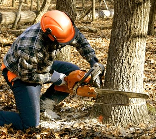 Tree Removal in Waresboro, GA